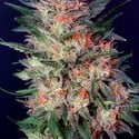 White Widow (Dutch Passion) feminizada
