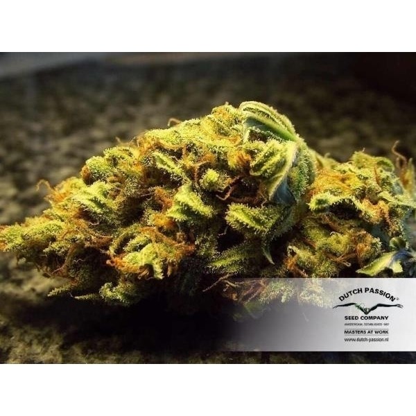 White Widow (Dutch Passion) feminizada