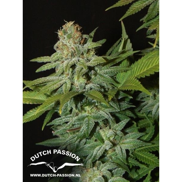 Mazar (Dutch Passion) feminizada