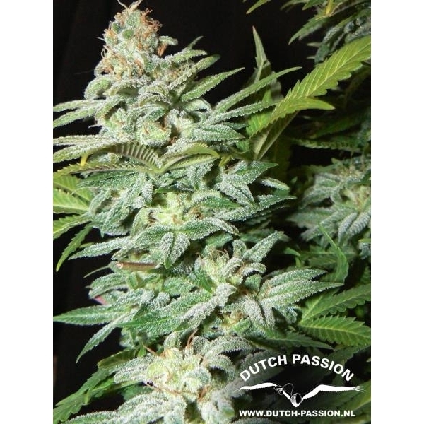 Mazar (Dutch Passion) feminizada