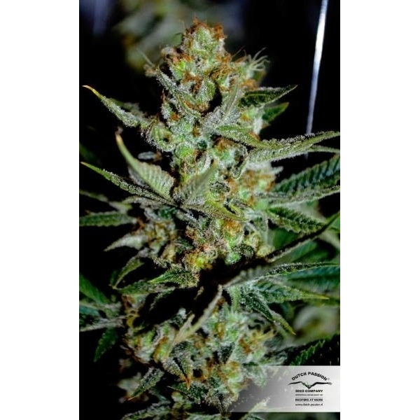 Mazar (Dutch Passion) feminizada