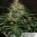 Mazar (Dutch Passion) feminizada