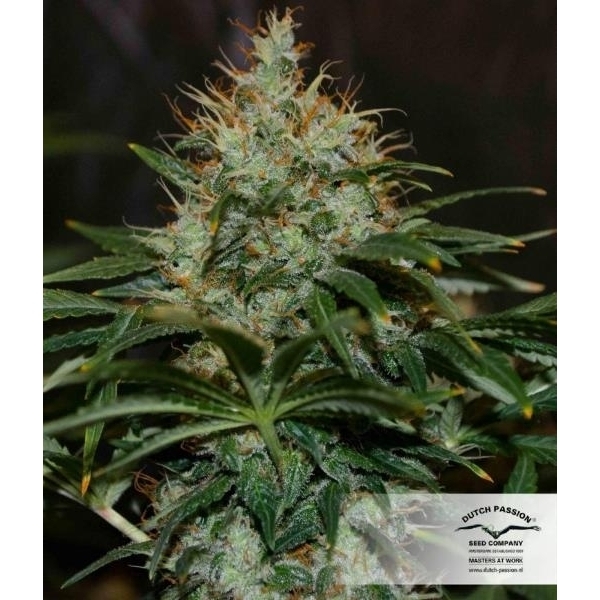 Mazar (Dutch Passion) feminizada