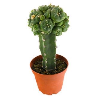 Peyote enxertado (Lophophora williamsii)