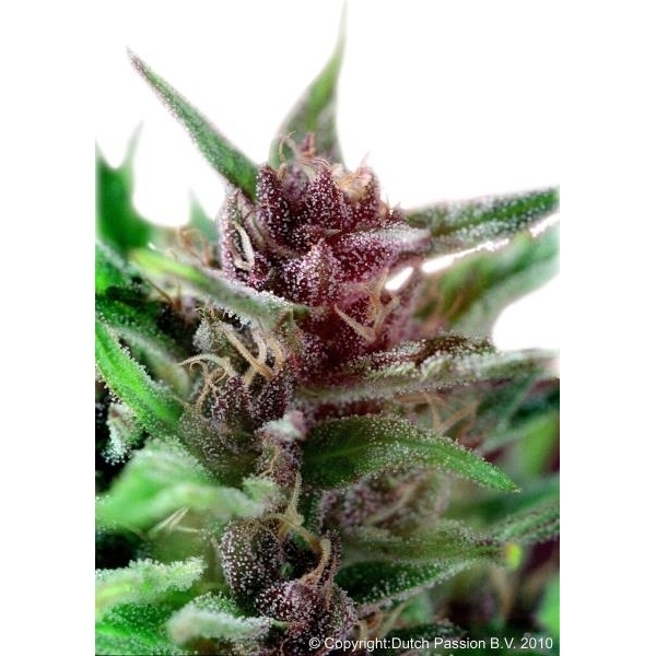 Shaman (Dutch Passion) feminizada