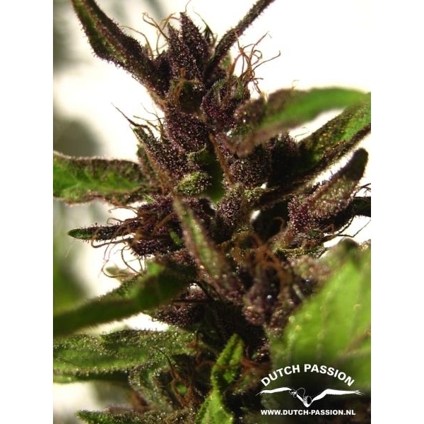 Shaman (Dutch Passion) feminizada