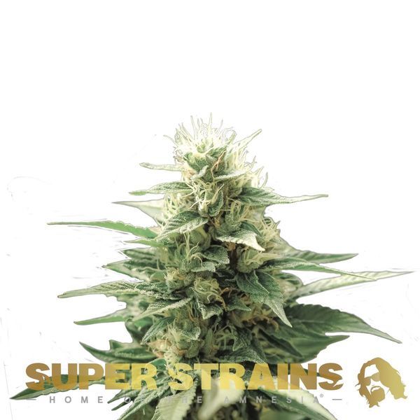 Autoflower Fini (Super Strains) feminizada