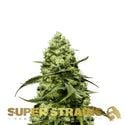 Turing Autoflorescente (Super Strains) feminizada