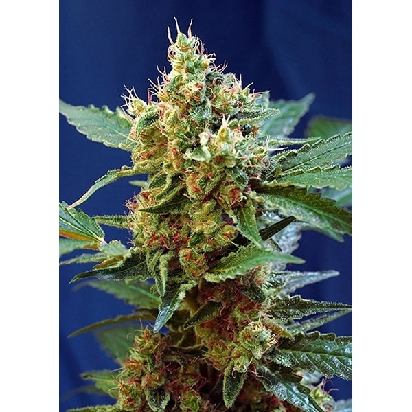 Cream Mandarine XL Auto (Sweet Seeds) feminizada