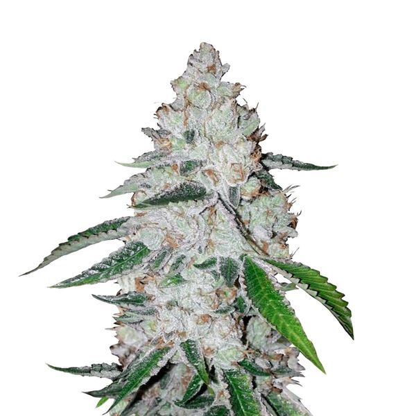 West Coast O.G. Auto (FastBuds) feminizada