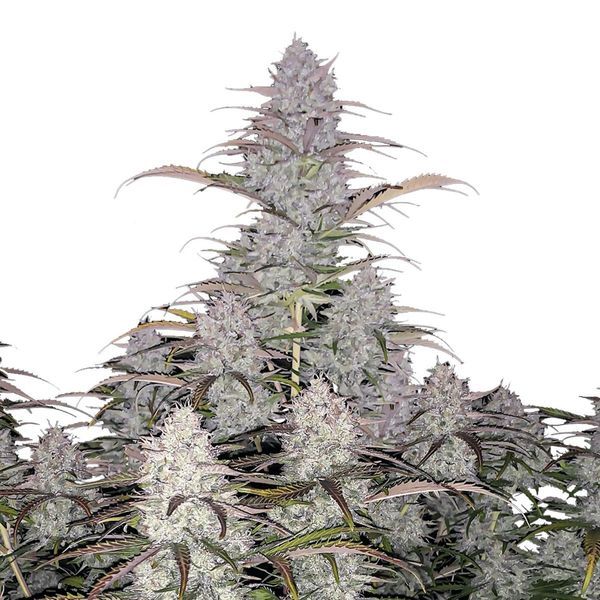 Green Crack Auto (FastBuds) Feminizada