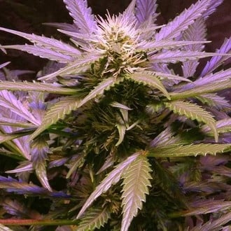 Lemon OG Haze Autoflorescente (Nirvana) feminizada