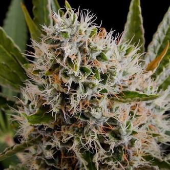 Lithium OG Kush Autoflorescente Feminizada (Nirvana)