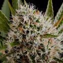 Lithium OG Kush Autoflorescente Feminizada (Nirvana)