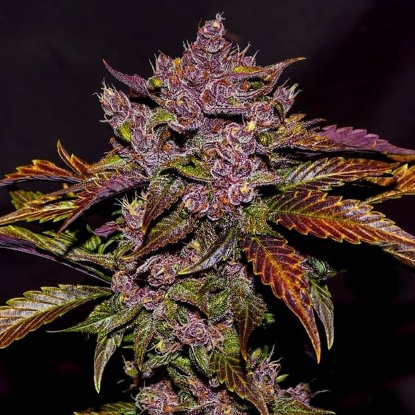 Blackberry Auto (FastBuds) feminizada
