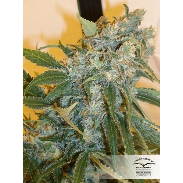 Strawberry Cough (Dutch Passion) feminizada