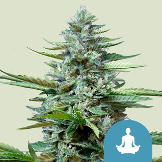 Stress Killer Autoflorescente (Royal Queen Seeds) Feminizada