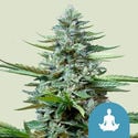 Stress Killer Autoflorescente (Royal Queen Seeds) Feminizada