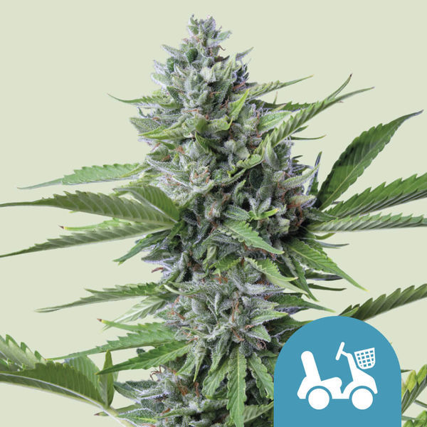 Fast Eddy Autoflower (Royal Queen Seeds) feminizada