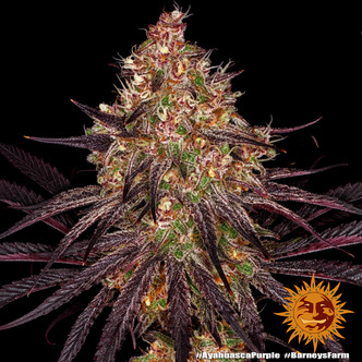 Ayahuasca Purple (Barney's Farm) feminizada