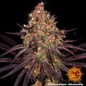 Ayahuasca Purple (Barney's Farm) feminizada