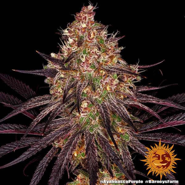 Ayahuasca Purple (Barney's Farm) feminizada
