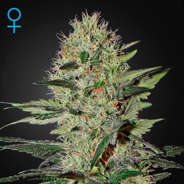 Exodus Cheese Autoflorescente (Greenhouse Seeds) feminizada