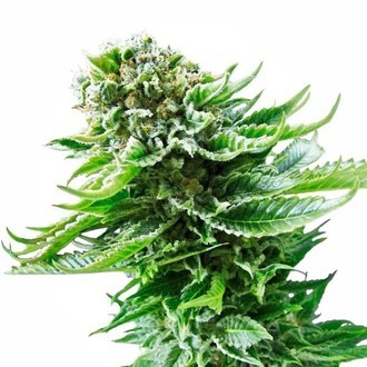 Northern Lights Autoflower (White Label) feminizada