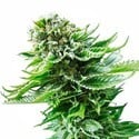 Northern Lights Autoflower (White Label) feminizada