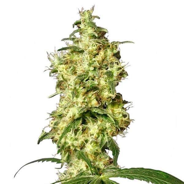 White Widow Autoflorescente (White Label) feminizada