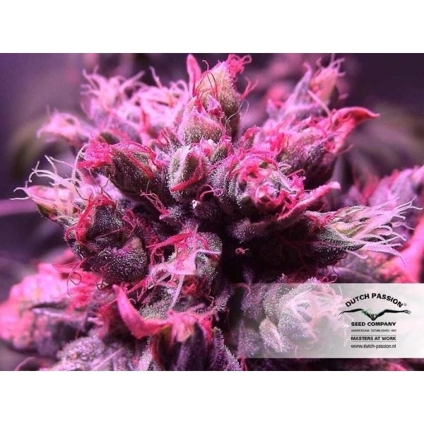 Master Kush (Dutch Passion) feminizada