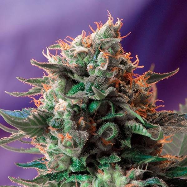 Jack 47 - F1 Fast Version (Sweet Seeds) Feminizada