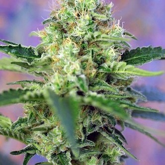 Crystal Candy (Sweet Seeds) feminizada