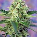 Crystal Candy (Sweet Seeds) feminizada