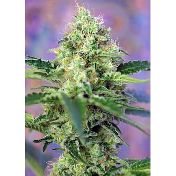 Crystal Candy (Sweet Seeds) feminizada