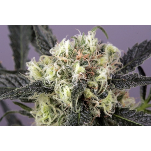 Snow Bud (Dutch Passion) feminizada