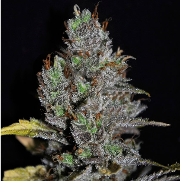 Viagrra (VIP Seeds) feminizada
