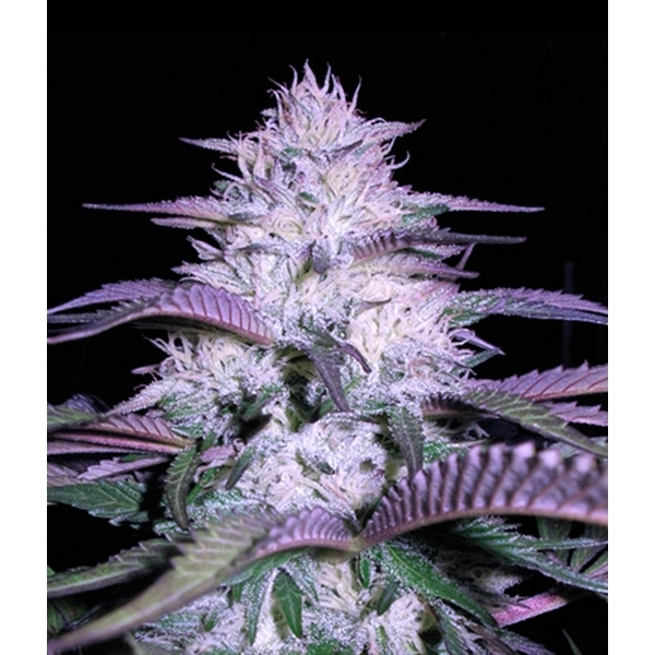Currant Kush (VIP Seeds) feminizada