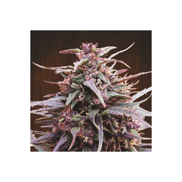 Purple Haze x Malawi (ACE Seeds) feminizada