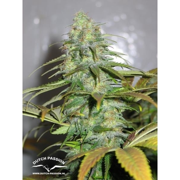 Californian Orange (Dutch Passion) feminizada