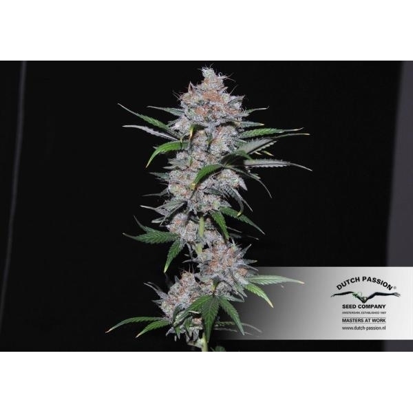 Californian Orange (Dutch Passion) feminizada