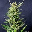 Karibbean Mango (Kannabia) feminizada