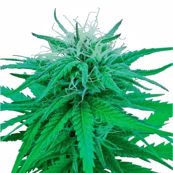 Ruderalis Indica (Sensi Seeds) regular
