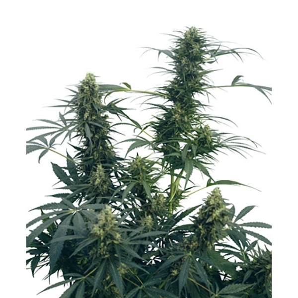 Guerrilla's Gusto (Sensi Seeds) regular