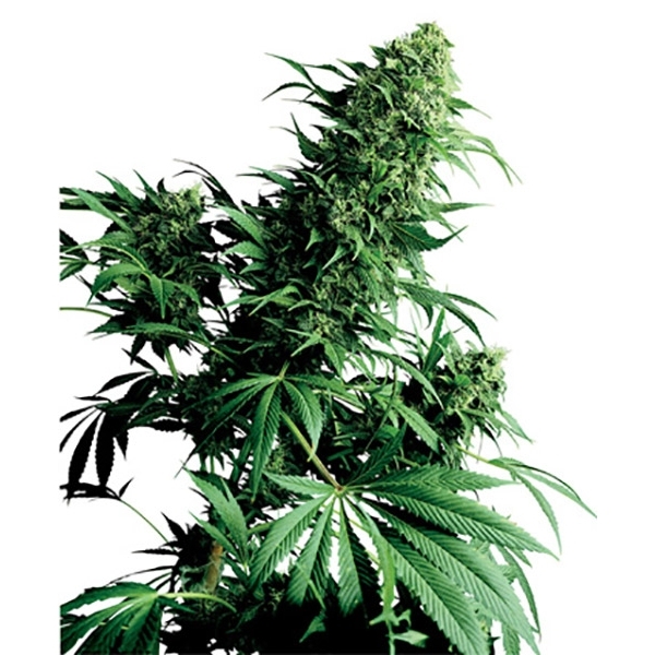 Shiva Shanti (Sensi Seeds) regular