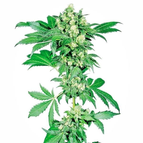 Afghani 1 (Sensi Seeds)