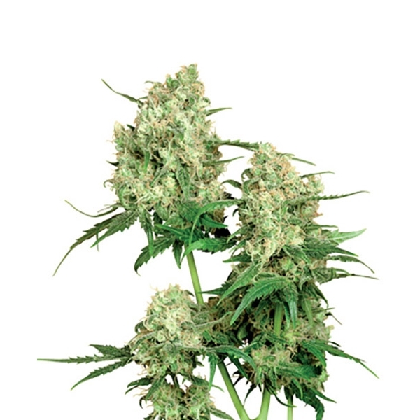 Maple Leaf Indica (Sensi Seeds) Regular