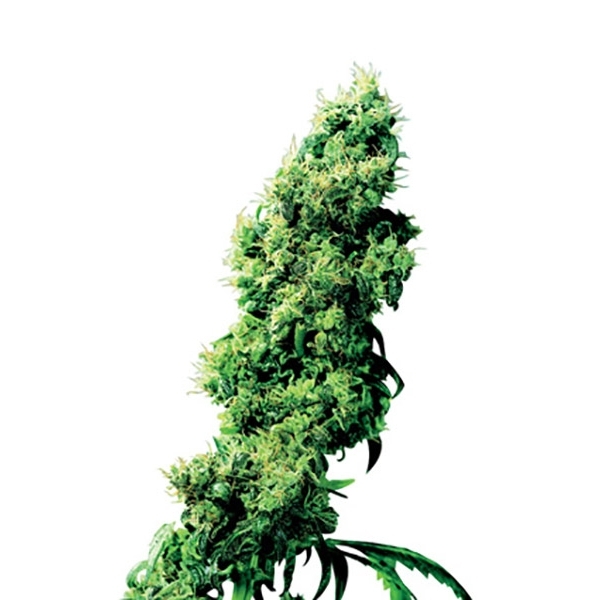 Four-Way (Sensi Seeds) regular