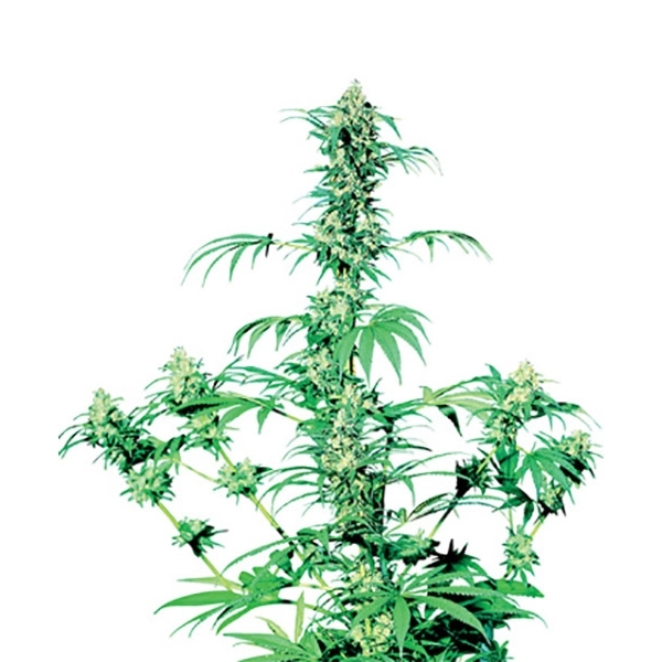Early Girl (Sensi Seeds) regular