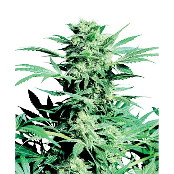 Shiva Skunk (Sensi Seeds) regular